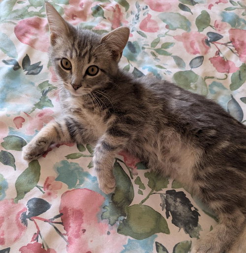 picture of the cat needing adoption