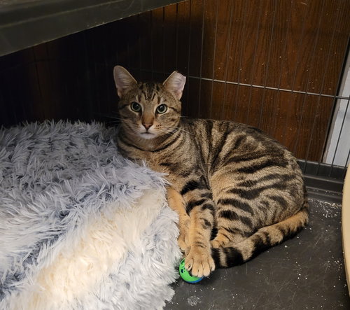 picture of the cat needing adoption