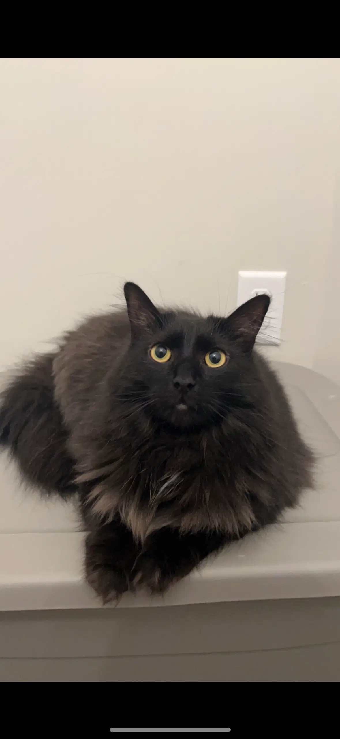 Zz Bubba Courtesy Listing - Maine Coon