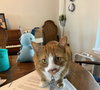 zz "Mushu" courtesy listing - Photo 1