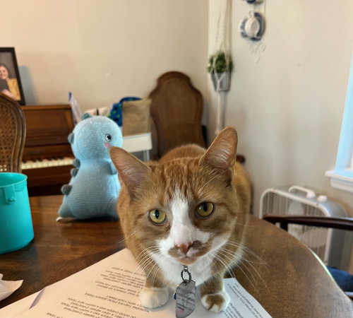 picture of the cat needing adoption