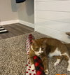 zz "Mushu" courtesy listing - Photo 2