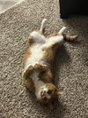 zz "Mushu" courtesy listing - Photo 4