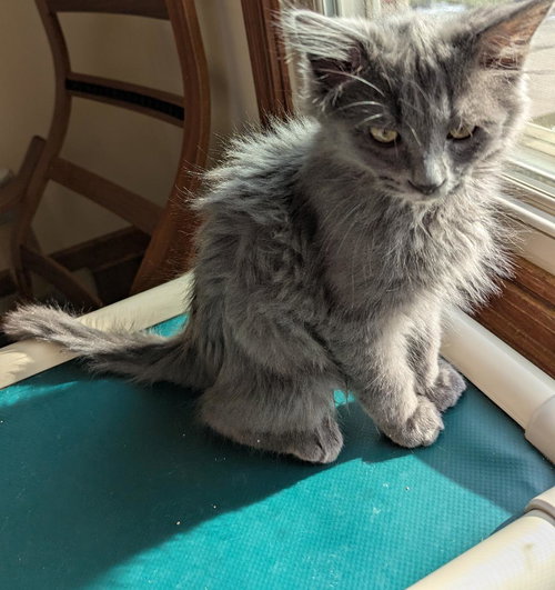 picture of the cat needing adoption