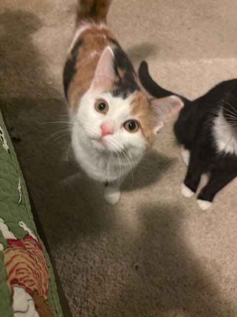 picture of the cat needing adoption