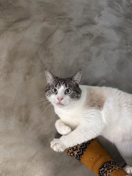 Whiskey, an adoptable Siamese in Cincinnati, OH