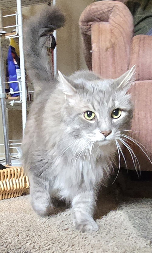 zz "Smokey" courtesy listing, Adult Domestic Long Hair / Tabby (long coat), cat for adoption in Cincinnati, Ohio