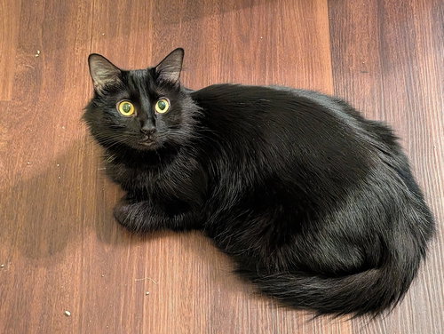 Blue Midnight, Adult Domestic Long Hair / Mixed (long coat), cat for adoption in Cincinnati, Ohio