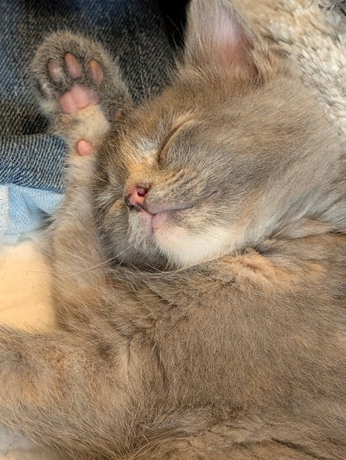 Buffalo Trace, Baby Domestic Short Hair (short coat), cat for adoption in Cincinnati, Ohio
