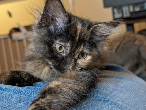 Four Roses, Baby Domestic Long Hair / Mixed (long coat), cat for adoption in Cincinnati, Ohio