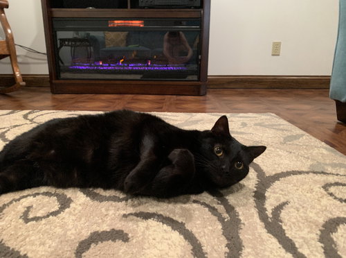 zz "Blake & Penny" courtesy listing, Adult Domestic Short Hair (short coat), cat for adoption in Cincinnati, Ohio