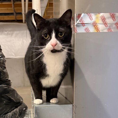 picture of the cat needing adoption