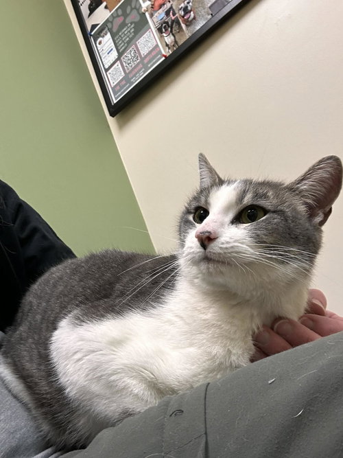 picture of the cat needing adoption