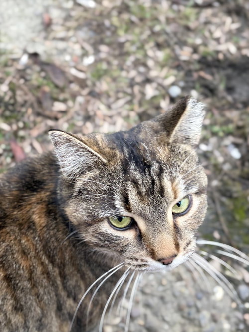 zz "Tiny" courtesy listing, Young Torbie (short coat), cat for adoption in Cincinnati, Ohio