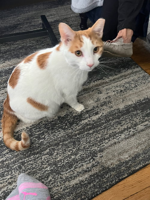 zz "Bubbles" courtesy listing, Young Tabby (short coat), cat for adoption in Cincinnati, Ohio