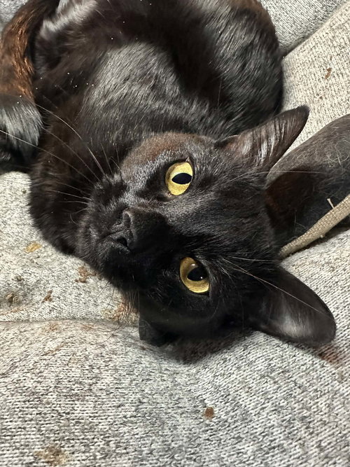 Kosmo, an adoptable Domestic Short Hair in Cincinnati, OH