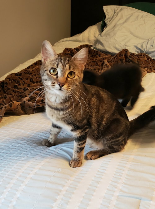 Dutchess, an adoptable Tabby in Cincinnati, OH