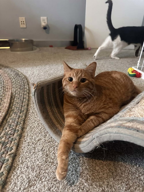Bip, an adoptable Tabby in Cincinnati, OH