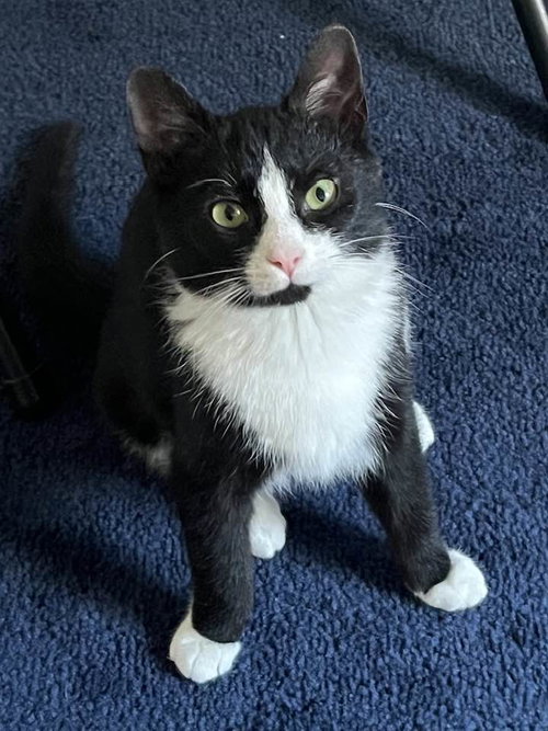 Fria, Baby Tuxedo / Domestic Short Hair / Mixed (short coat), cat for adoption in Cincinnati, Ohio