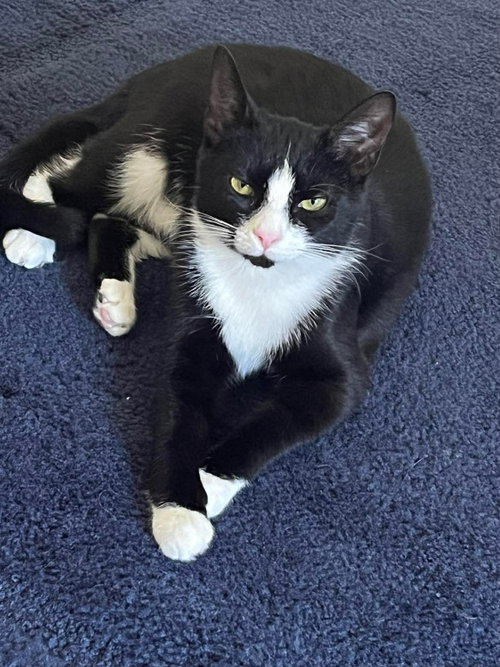 Fria, an adoptable Tuxedo in Cincinnati, OH