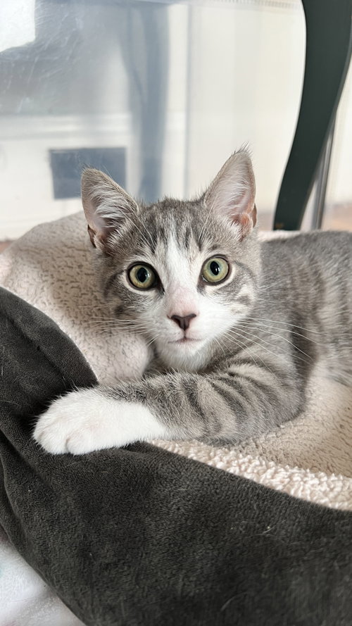 Toulouse, an adoptable Tabby in Cincinnati, OH
