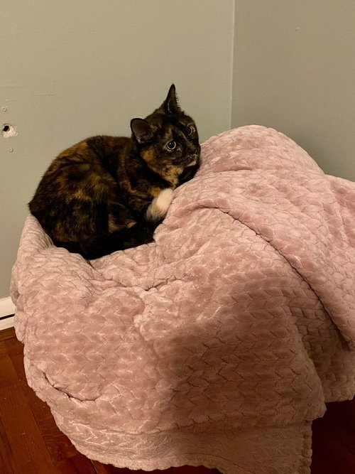 zz "Queenie" courtesy listing, an adoptable Tortoiseshell in Cincinnati, OH