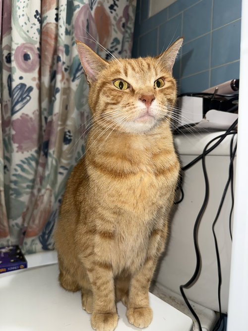 zz "Bisquetta" courtesy listing, an adoptable Tabby in Cincinnati, OH