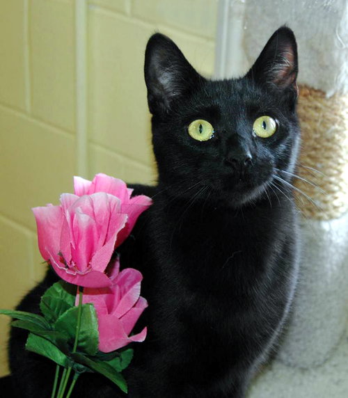Zora, an adoptable Domestic Short Hair in Cincinnati, OH