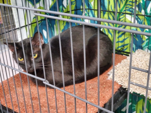 Zora photo 4