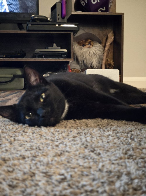 zz "Socks" courtesy listing, an adoptable Domestic Short Hair in Cincinnati, OH