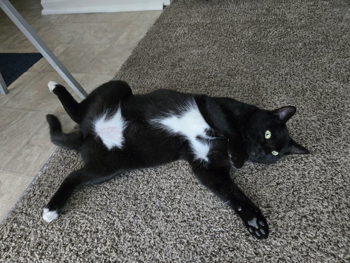ZZ "SOCKS" COURTESY LISTING - Domestic Short Hair available for adoption