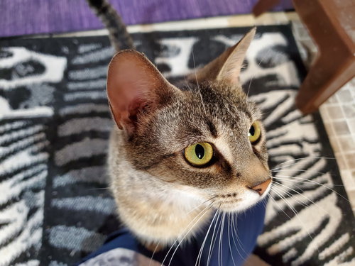 Haley, Young Domestic Short Hair / Tabby / Mixed (short coat), cat for adoption in Covington, Kentucky