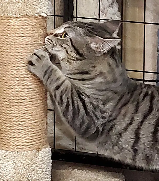 Teddy - Domestic Short Hair