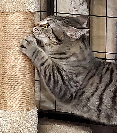 Teddy, Young Domestic Short Hair / Tabby / Mixed (short coat), cat for adoption in Covington, Kentucky