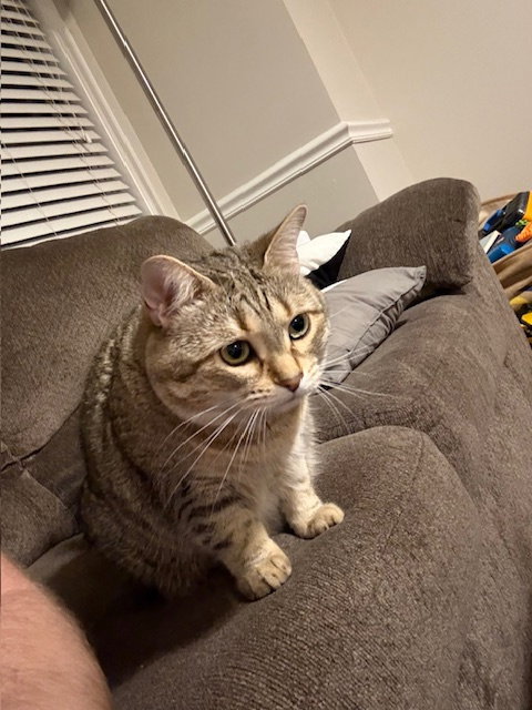 zz "Cleo" courtesy listing, an adoptable Tabby in Cincinnati, OH
