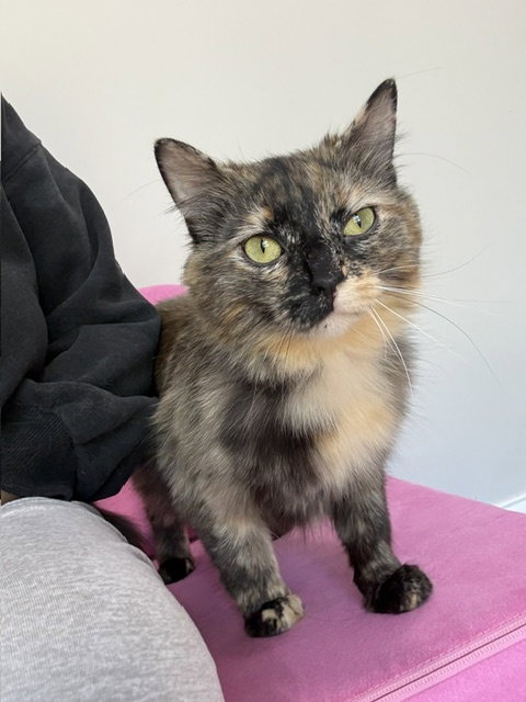 Mini Bimini, an adoptable Domestic Medium Hair in Cincinnati, OH
