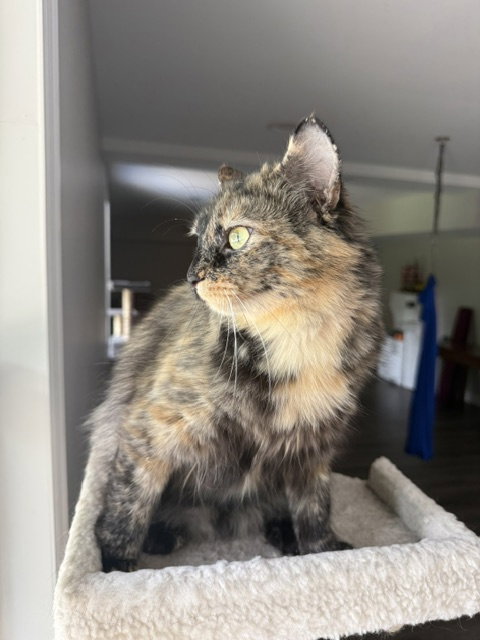 Mini Bimini, an adoptable Domestic Medium Hair in Cincinnati, OH