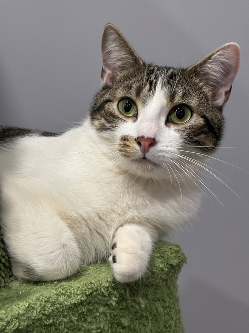 Lucky, an adoptable Domestic Short Hair in Cincinnati, OH