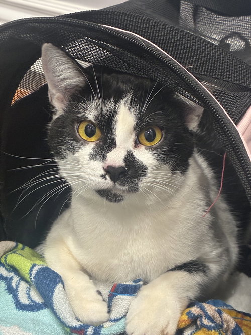 Goldie, an adoptable Domestic Short Hair in Cincinnati, OH
