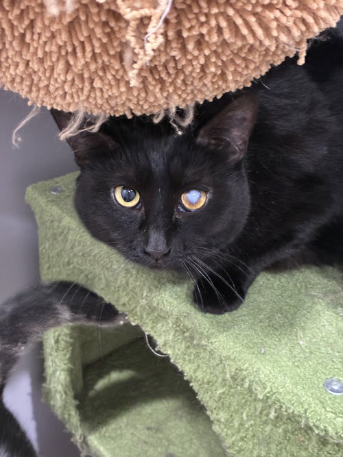 Esmeralda, an adoptable Domestic Short Hair in Cincinnati, OH