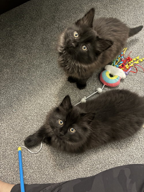 Sherlock, an adoptable Domestic Medium Hair in Cincinnati, OH