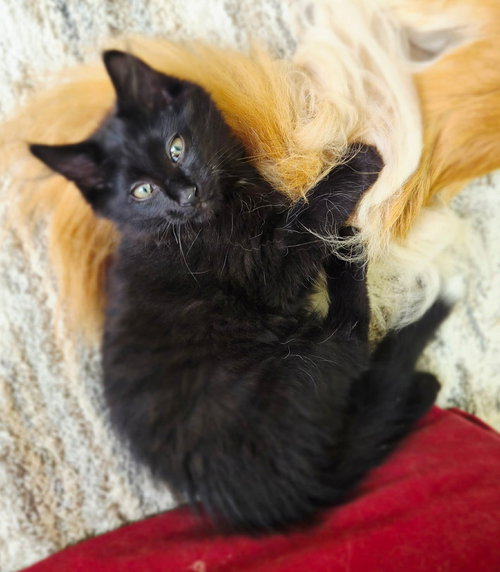 Stitch, an adoptable Domestic Long Hair in Cincinnati, OH