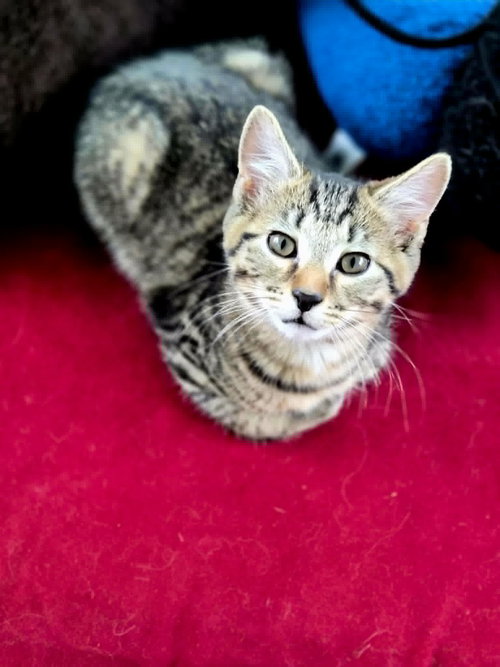 Rocket, an adoptable Tabby in Cincinnati, OH