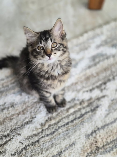 Lilo, an adoptable Tabby in Cincinnati, OH