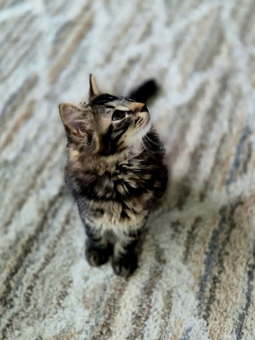 Tinkerbell, an adoptable Domestic Long Hair in Cincinnati, OH