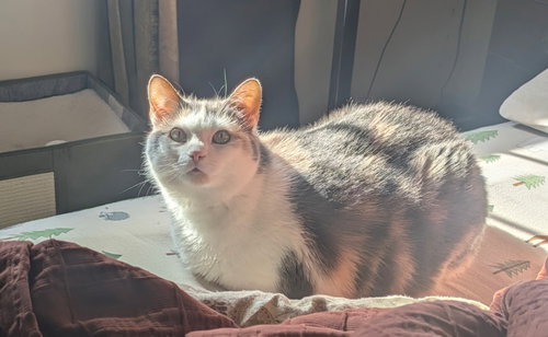 zz "Bunny" courtesy listing, Adult Calico (short coat), cat for adoption in Cincinnati, Ohio