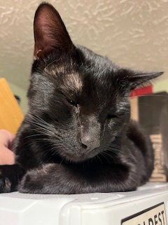 zz "Mephistopheles" courtesy listing, Young Domestic Short Hair (short coat), cat for adoption in Cincinnati, Ohio