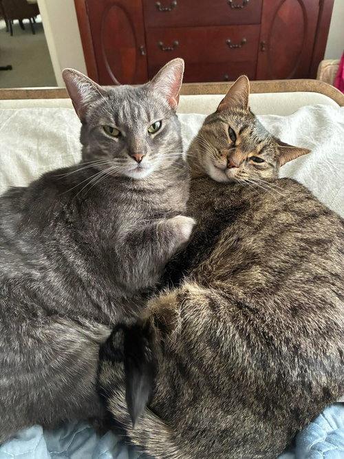 zz "Chloe and Clara" courtesy listing, Adult Tabby (short coat), cat for adoption in Cincinnati, Ohio