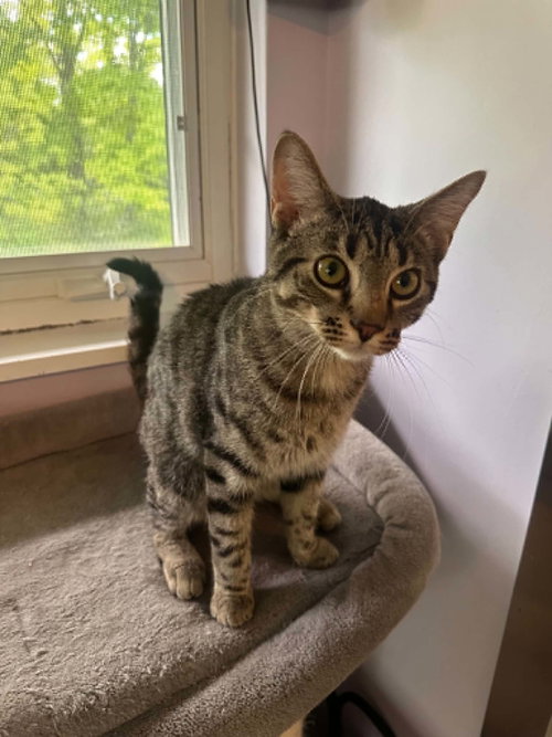 Pedro, an adoptable Tabby in Cincinnati, OH