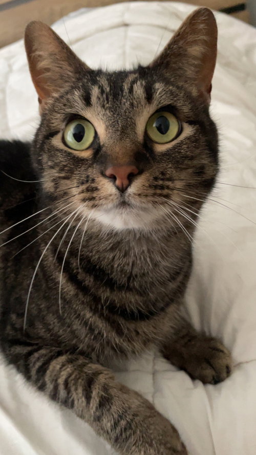 zz "Frank" courtesy listing, Adult Tabby (short coat), cat for adoption in Cincinnati, Ohio
